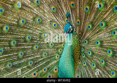 Close up male peacock with fully unfolded feathers of his tail Stock Photo