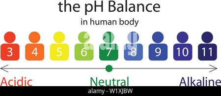 The PH balance scale chart in a human body vector illustration infographics Stock Vector
