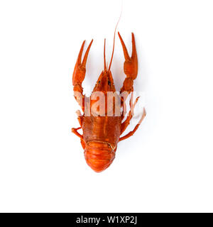 Boiled crawfish isolated on white. top view. Flat lay. Stock Photo