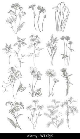 Collection of hand drawn flowers and herbs. Botanical plant illustration. Vintage medicinal herbs sketch set of ink hand drawn medical herbs and plant Stock Photo
