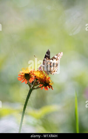 A Painted Lady Butterfly (Vanessa Cardui) Sits on a Head of the Wildflower 'Fox and Cubs' (Hieracium Aurantiacum), Also Known as 'Grim the Collier' Stock Photo