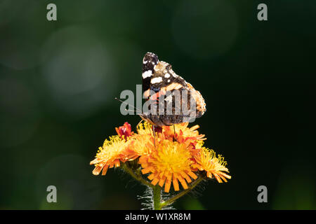 A Red Admiral Butterfly (Vanessa Atalanta) Feeding on 'Orange Hawkweed' (Hieracium Aurantiacum), Also Known as 'Missionary Weed' Stock Photo