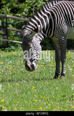 Beautiful striped Zebra grazing on a green meadow with dandelions on a Sunny spring day Stock Photo