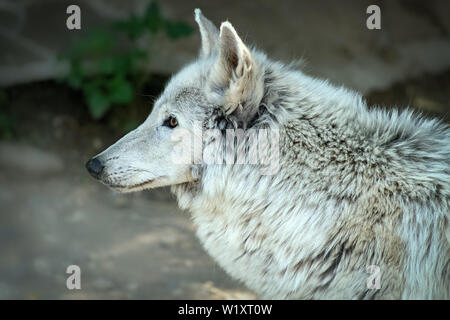 White Wolf Canis lupus albus Tundra wolf Stock Photo