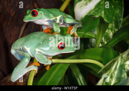 Two red eyed tree frogs playing betweens plants in the terrarium Stock Photo