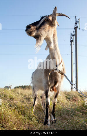 She-goat in the meadow Stock Photo