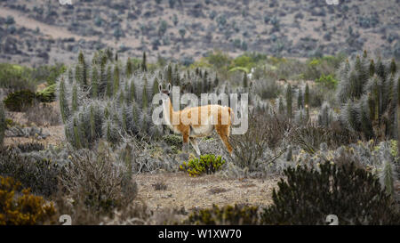 Chile desert guanacos wildlife patagonia Stock Photo