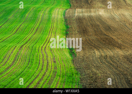 Young wheat plants grow in the field. Vegetable rows, agriculture, farmlands. Landscape with agricultural land Stock Photo