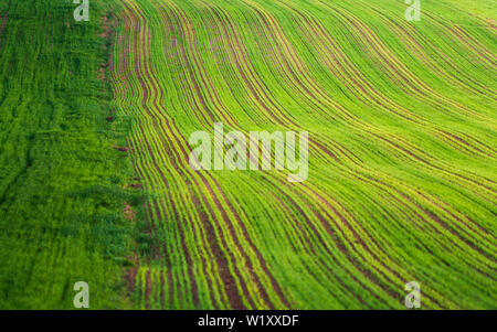 Young wheat plants grow in the field. Vegetable rows, agriculture, farmlands. Landscape with agricultural land Stock Photo