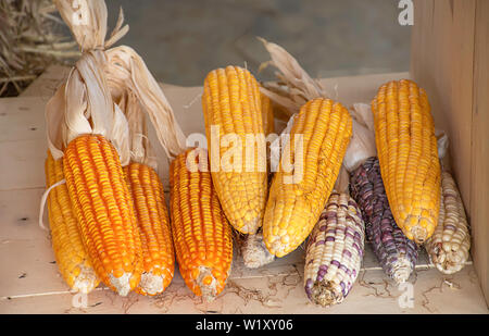 Corn drying on wood for the seeds to cultivate Stock Photo