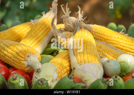 Tomato and corn The native vegetation of Thailand Stock Photo