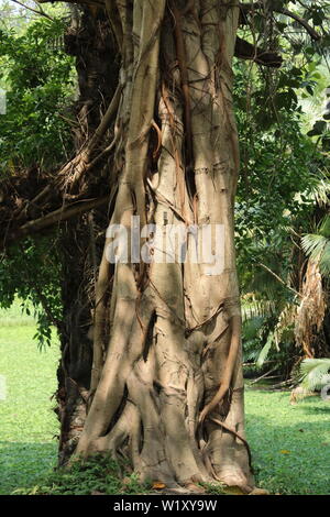 Old tree trunk with bark Stock Photo