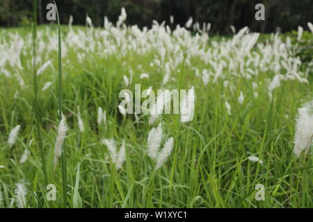 Wild sugarcane close up shot with grasses Stock Photo