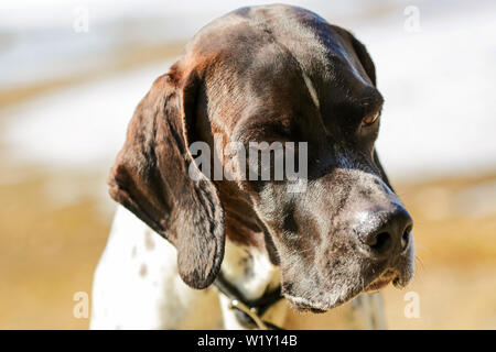 Hunting dog english pointer portrait, closeup Stock Photo