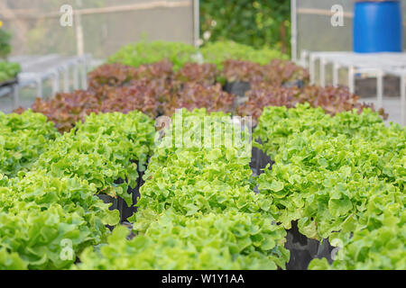 Lettuce green oak and red oak in the greenhouse planting. Stock Photo