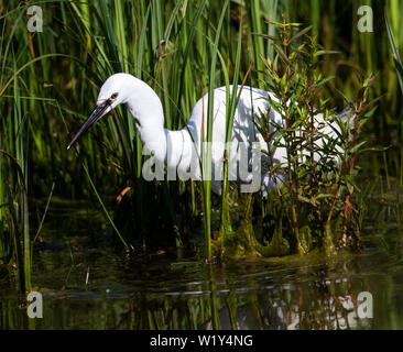Little Egret fishing in the reeds Stock Photo