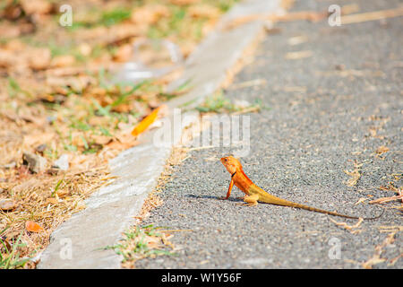 Chameleon orange on Ground asphalt Background blurred grass. Stock Photo