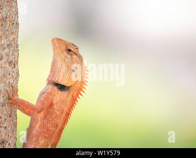 Chameleon orange on a tree Background blurred leaves. Stock Photo