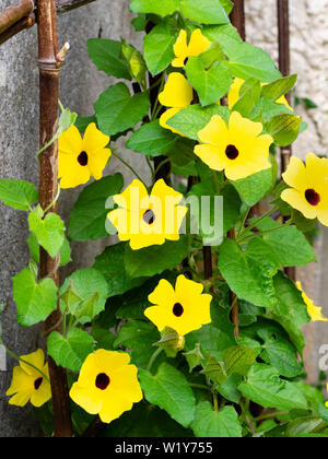 Dark eyed yellow flowers and climbing stems of the tender annual twiner, Thunbergia alata, black eyed susan vine