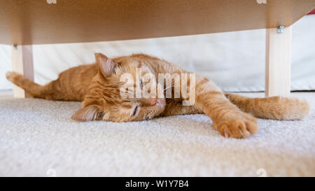 Cat sleeping on the floor, under a table Stock Photo