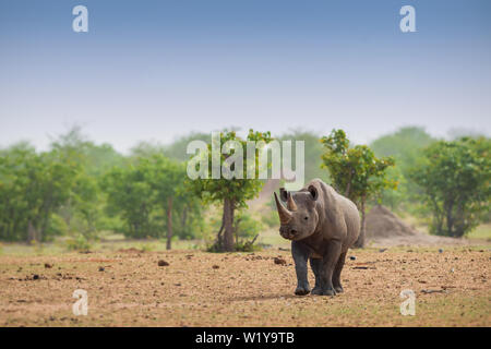 Black Rhinoceros - Diceros bicornis, iconic African mammal, critically endangered member of big five. Etosha National Park, Namibia.