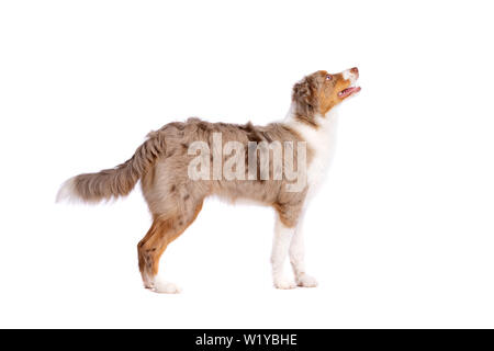 red merle Miniature American Shepherd in front of a white background Stock Photo