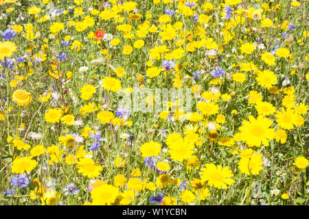 An abundance of wildflowers on a bright summer's day Stock Photo