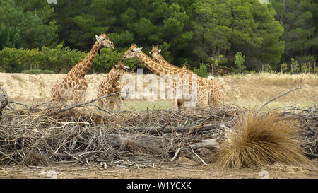 View of a few elegant giraffes gossiping on other animals from the green forest. Stock Photo