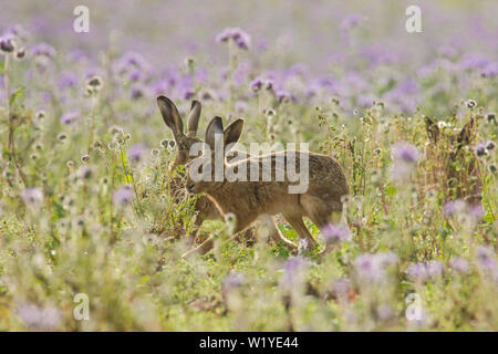 Brown Hare, Lepus europaeus, European hare, three hares, grazing in Phacelia tanacetifolia,  Lacy phacelia, Blue tansy, Essex, UK, May Stock Photo