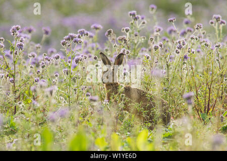 Brown Hare, Lepus europaeus, European hare, grazing in Phacelia tanacetifolia,  Lacy phacelia, Blue tansy, Essex, UK, May Stock Photo