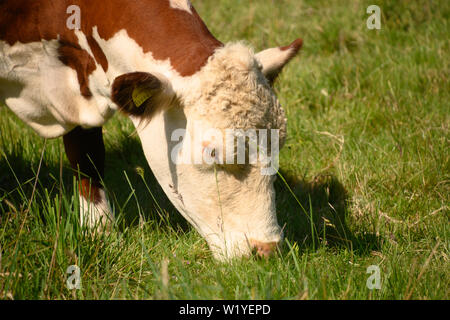 A cow grazes on grass in a field Stock Photo