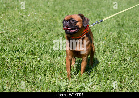 Cute petit brabancon puppy is walking on a green grass. Pet animals. Purebred dog. Stock Photo