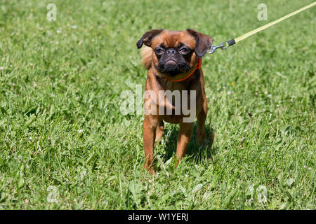 Cute petit brabancon puppy is walking on a green grass in the park. Pet animals. Purebred dog. Stock Photo