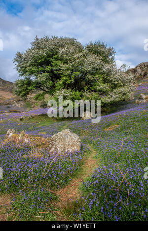 The carpet of  bluebells at Rannerdale grow in open hillside, with most of the valley turning blue when they are in bloom Stock Photo
