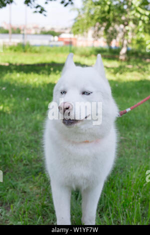 White siberian husky with blue eyes is sitting on a green grass. Pet animals. Purebred dog. Stock Photo