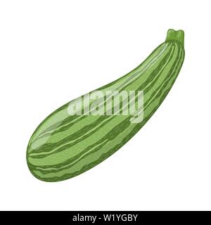 Fresh zucchini isolated on white background. Organic food. Cartoon style. Vector illustration for design. Stock Vector