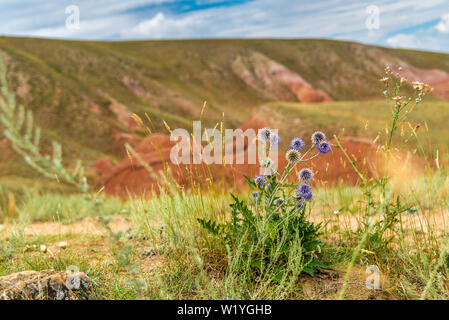 Lonely wild-growing plant with round prickly flowers of blue color on a slope of red clay hills. The unique flora of the Astrakhan region near the sal Stock Photo