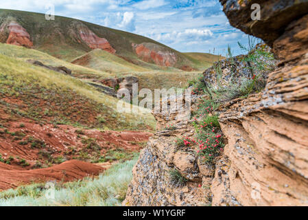 Lonely, scanty wild plants with round berries of pink color on sandstone stones against the background of red clay hills. The unique flora of the Astr Stock Photo