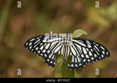 beautiful common mime male ( papilio clytia) butterfly . Stock Photo
