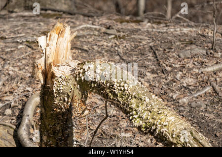 Broken and splintered tree trunk, in the woods Stock Photo
