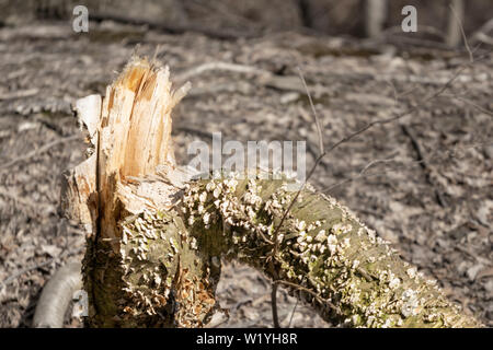 Broken and splintered tree trunk, in the woods Stock Photo