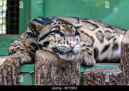 A lying Clouded Leopard (Neofelis Nebulosa) resting inside cage. Stock Photo