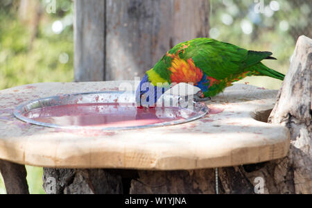 The rainbow lorikeet (Trichoglossus haematodus moluccanus) inside aviary. Colorful parrots drink from bowl. Stock Photo