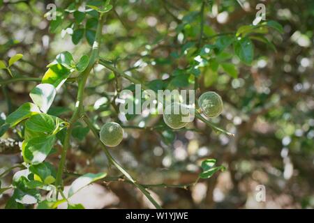 Poncirus trifoliata - trifoliate orange - at Luther Burbank's Experiment Farm in Sebastopol, CA, USA. Stock Photo