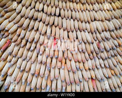 A wall of corn. Corn hanging on the wall. the texture of the corn cobs dry corn Stock Photo
