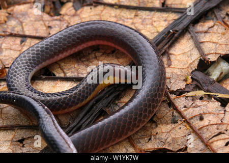 Red Headed Reed Snake, calamaria, reed snake, Calamaria, Pink Headed ...