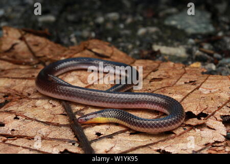 Red Headed Reed Snake, calamaria, reed snake, Calamaria, Pink Headed Reed Snake, Calamaria schlegeli, Stock Photo