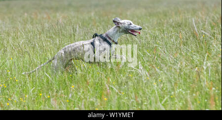 Male Whippet dog running for exercise. Stock Photo