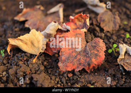Dried leaves on the ground. Useful background. Autumn season around the corner. Surface of brown leaves material Stock Photo