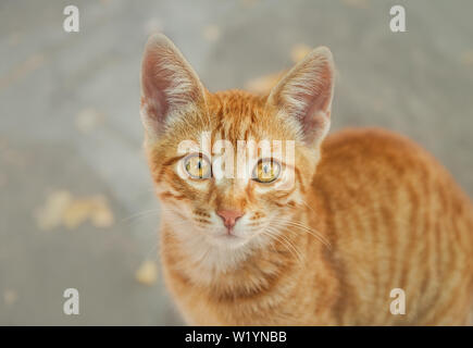 Cute young red tabby cat kitten looking up with wonderful gold orange colored eyes and watching curiously, top down portrait, Greece Stock Photo